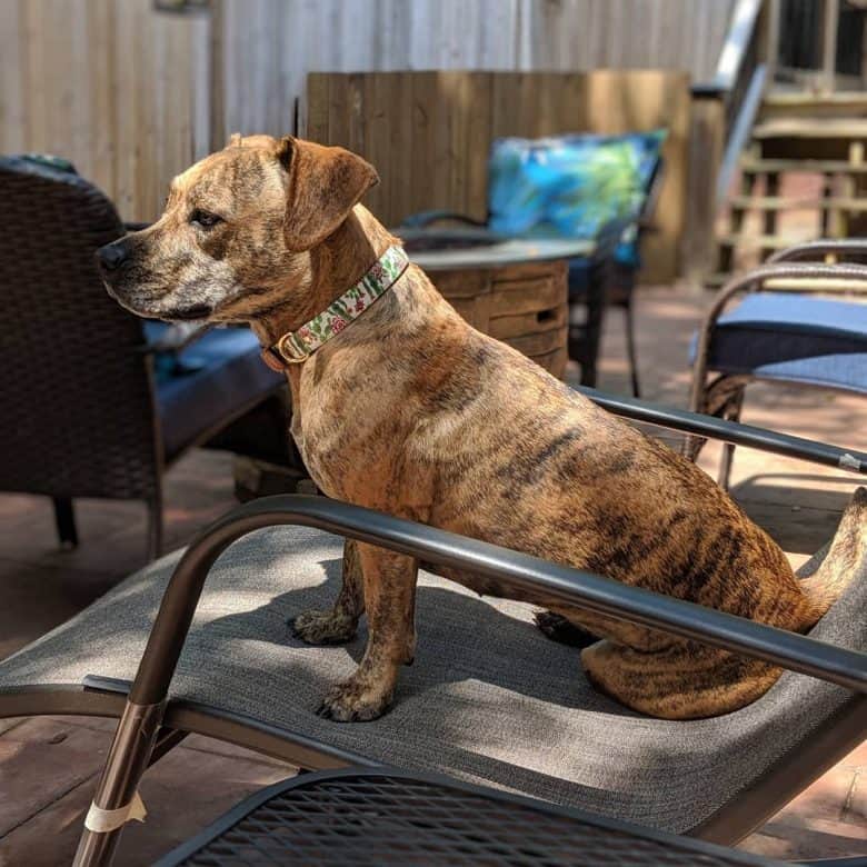 An image of a Pitbull Dachshund mix lounging in a beach chair