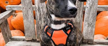 A Pitbull Dachshund mix sitting in a bench with pumpkins behind