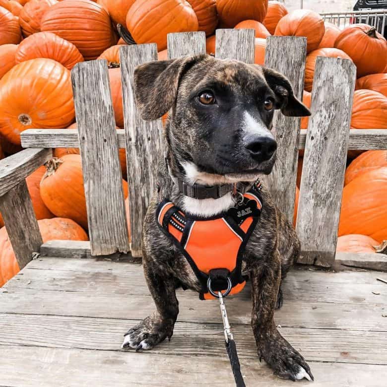 A Pitbull Dachshund mix sitting in a bench with pumpkins behind
