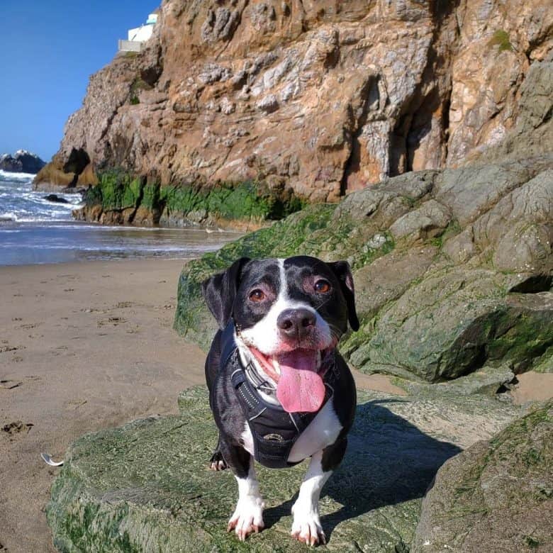 A smiling Pitbull Dachshund mix on a beach