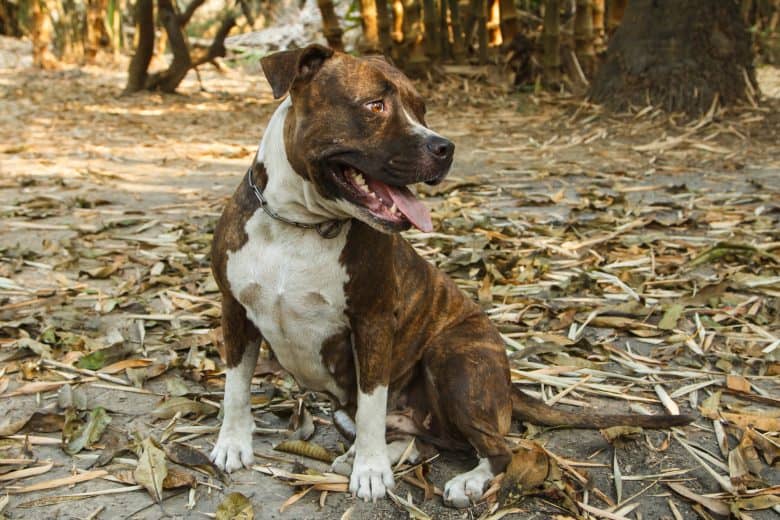 a Pitbull sitting and looking to left