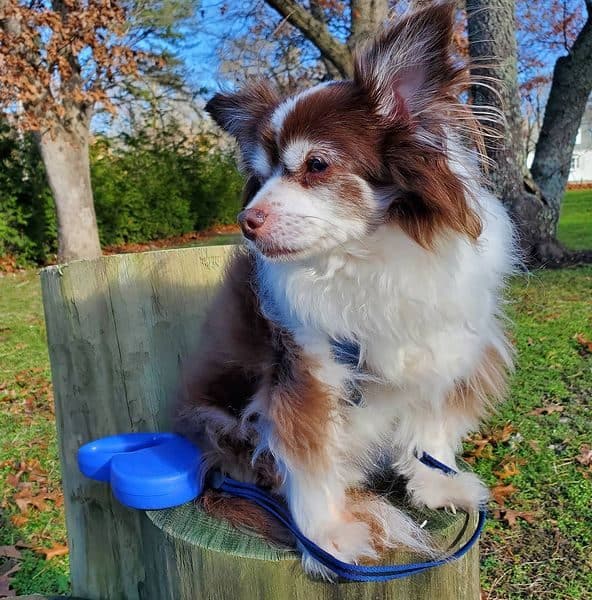 Playful Chihuahua sitting on the wood trunk
