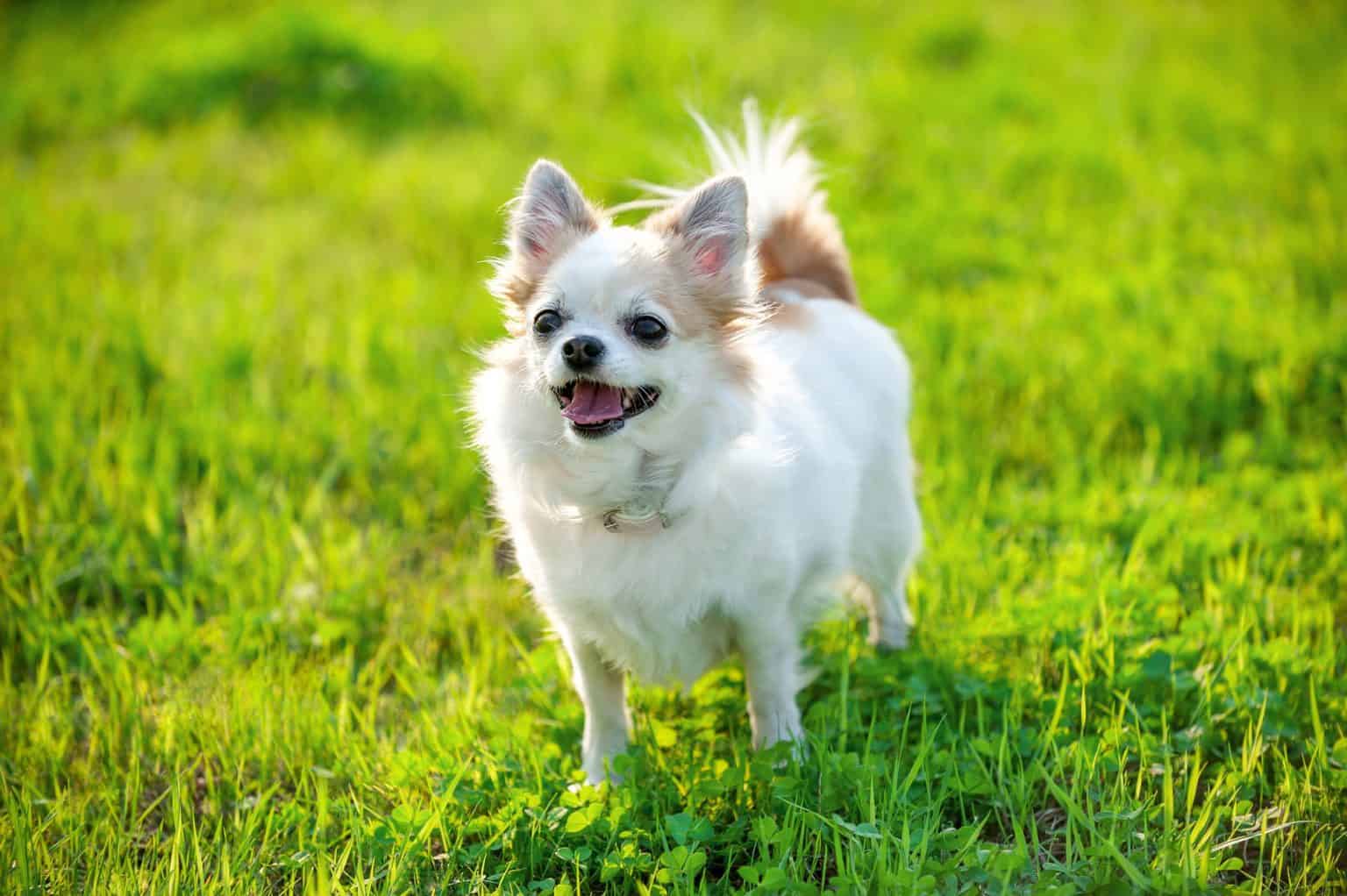 Chihuahua Lifespan The dog that will grow up with your kids K9 Web
