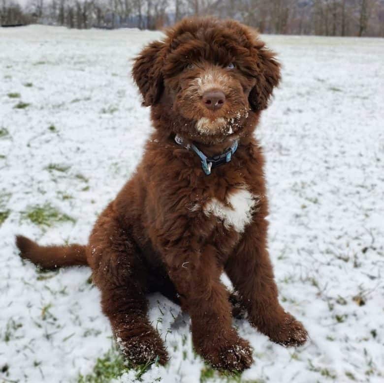 Playful Husky Poodle mix on a snowy outdoor