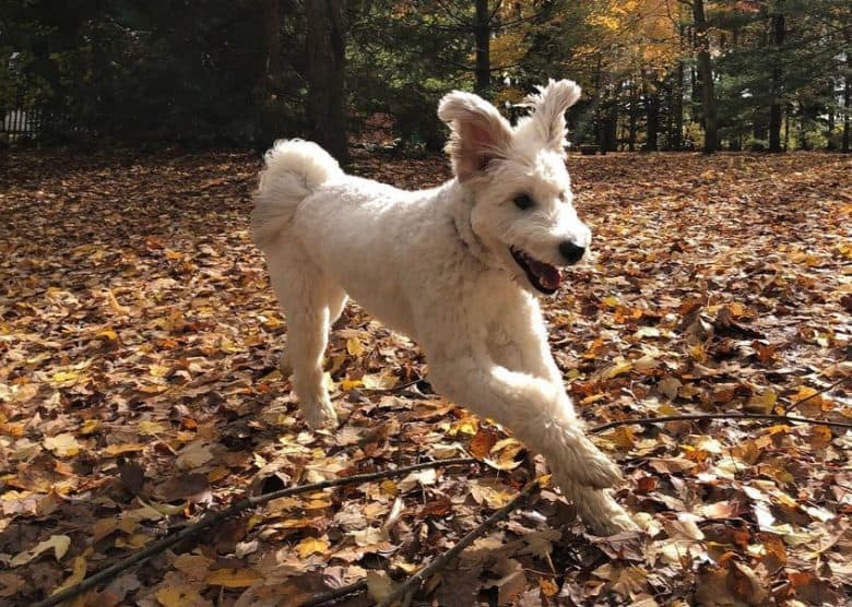 Playful Husky Poodle mix running in an autumn park