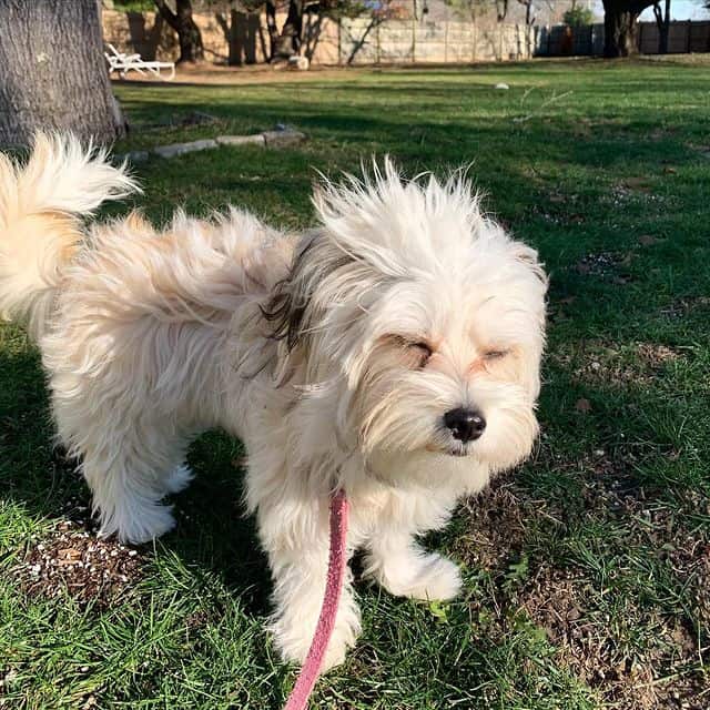 Playful Malchi on a windy day