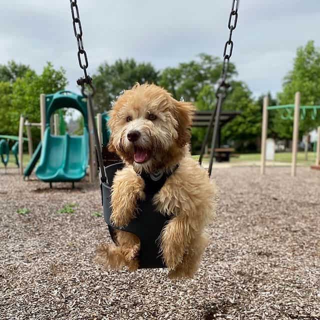 Playful Whoodle on a swing