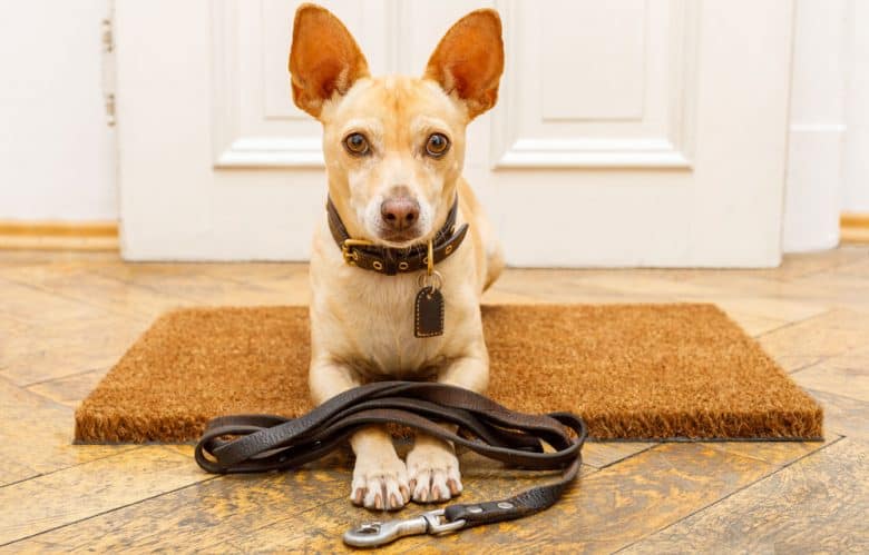 Podenco dog excited for a walk outside