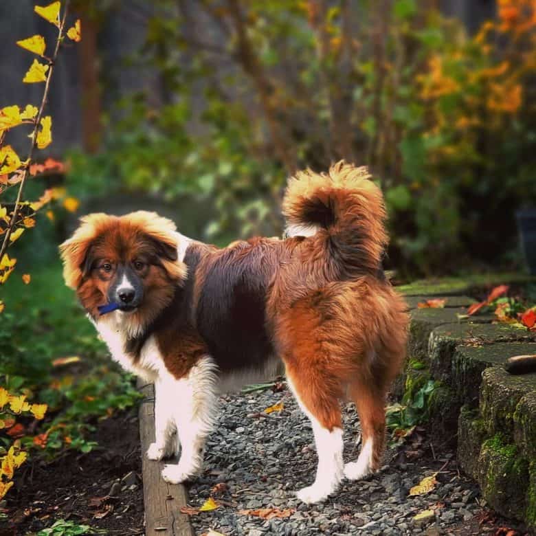 Pom Aussie puppy on a garden