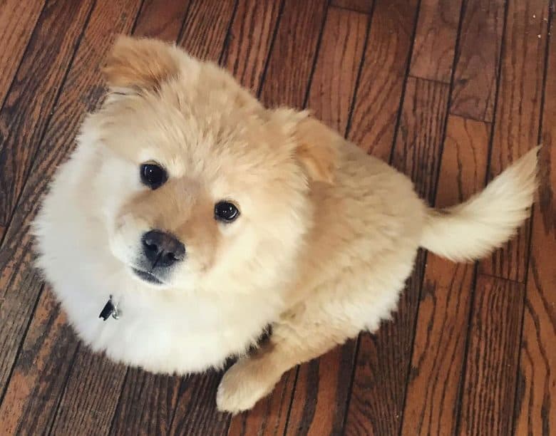 Pomeranian Chow Chow mix dog portrait