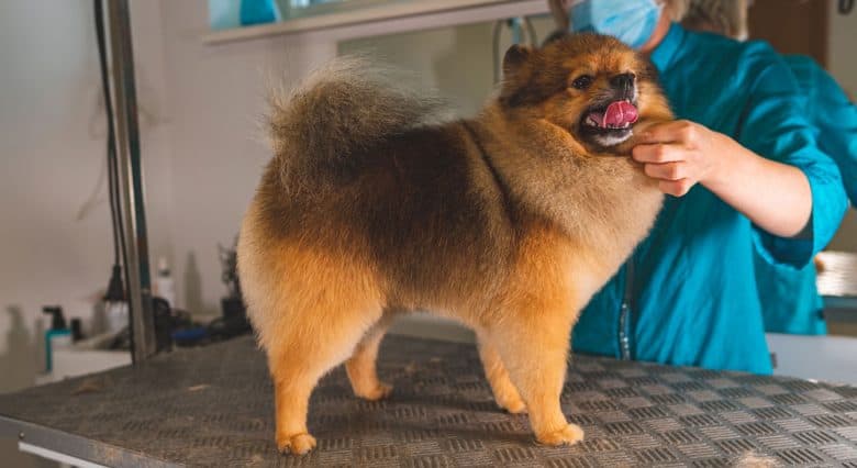 Pomeranian dog getting haircut in a grooming salon