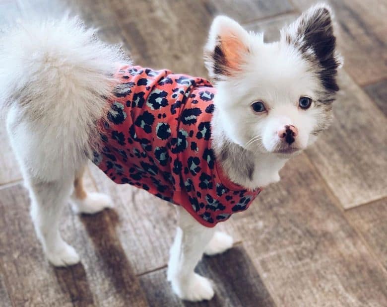 Pomeranian dog with a foxy haircut