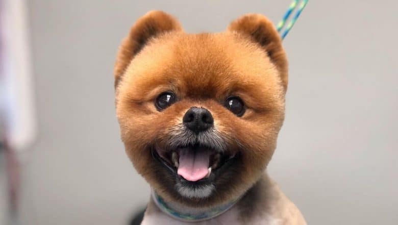 Pomeranian dog with a kennel haircut