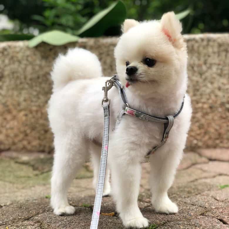 Pomeranian dog with a lamb haircut