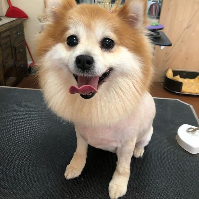 Pomeranian dog with a lion haircut