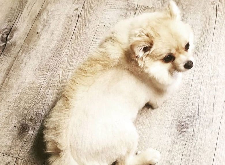 Pomeranian dog with a mohawk haircut