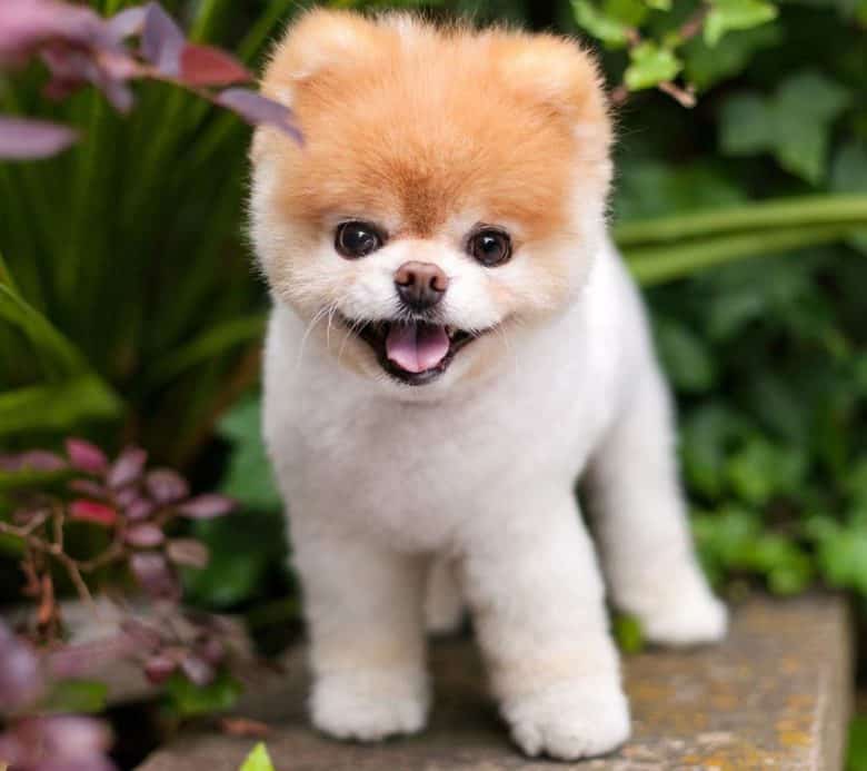 Pomeranian dog with a puppy haircut