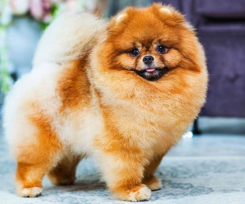 Pomeranian dog with a show haircut