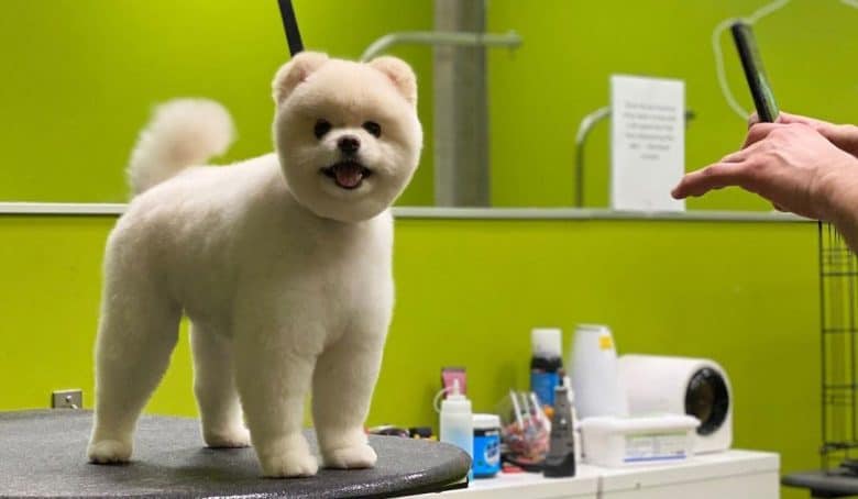 Pomeranian dog with a teddy bear haircut