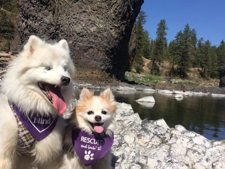 A Pomeranian guide dog with its blind dog buddy 