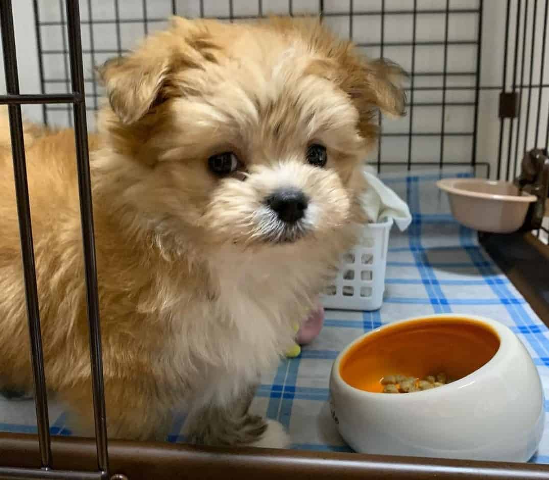 Why the Maltipom is the best choice for allergy sufferers K9 