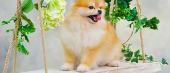 a Pomeranian sitting on a swing