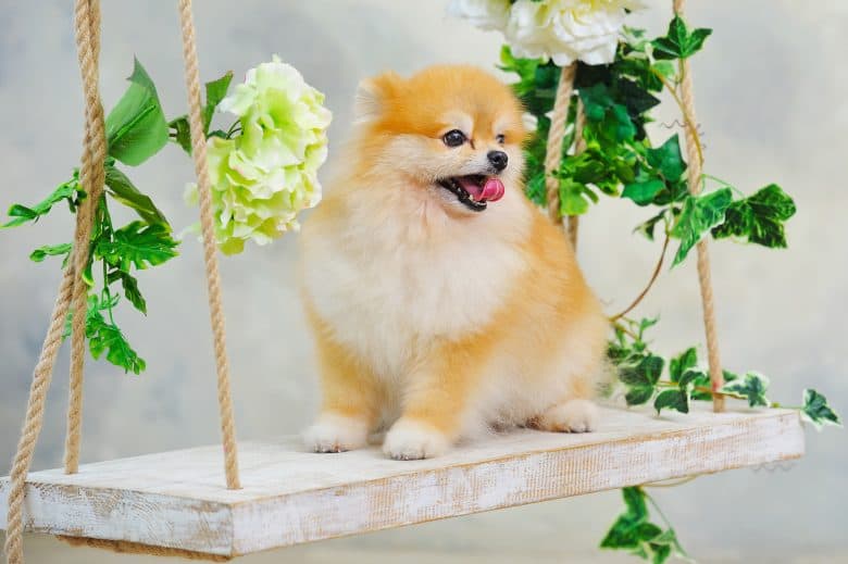 A Pomeranian sitting on a swing