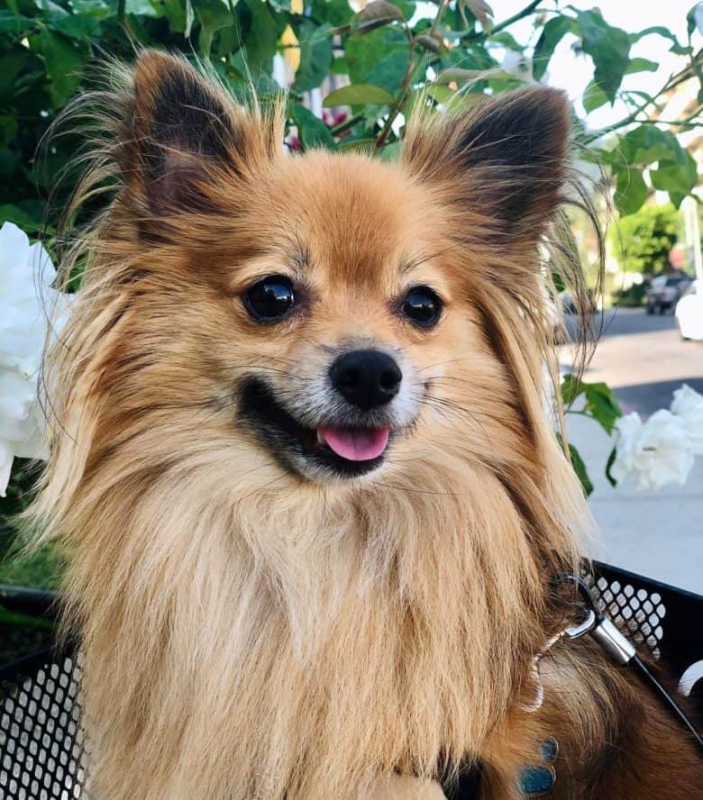 A brown Pomeranian Papillon mix sitting