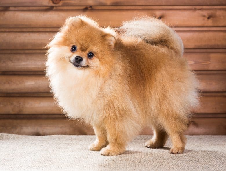 A Pomeranian tilting its head with wood background