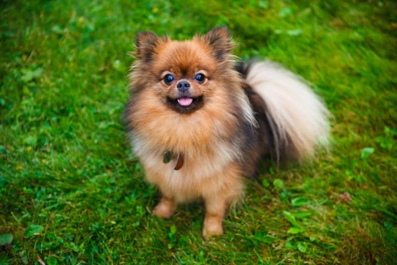 A purebred Pomeranian looking cute sitting on the grass