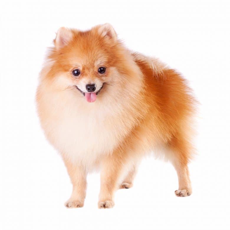 A fluffy Pom-Pom standing on a white background