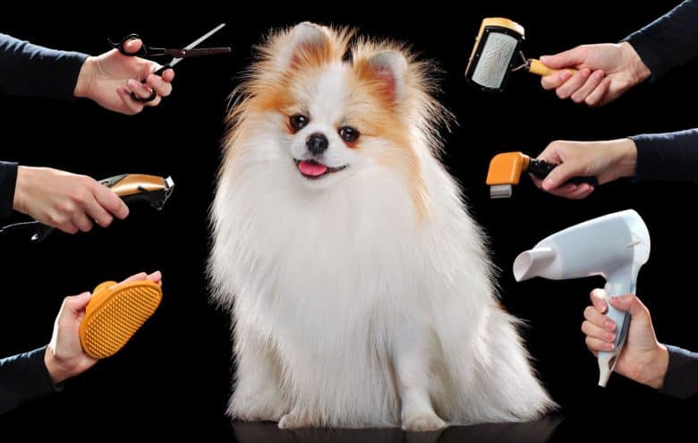 Pomeranian dog portrait with different grooming tools