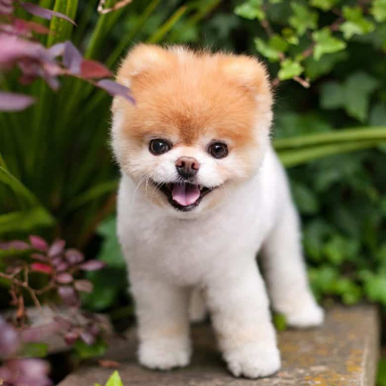 Pomeranian puppy on a garden smiling for a photo