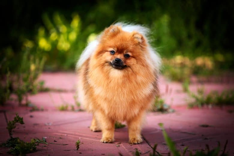 A Pomeranian portrait looking fabulous