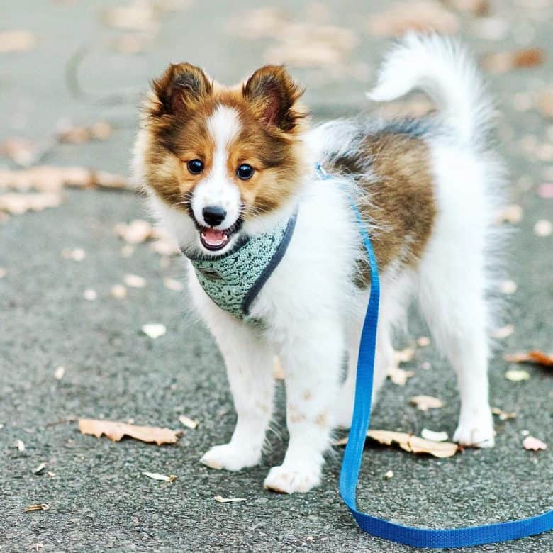 A little Pomeranian Sheltie mix smiling and wearing a collar