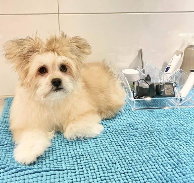 Pomeranian Shih Tzu ready for bath