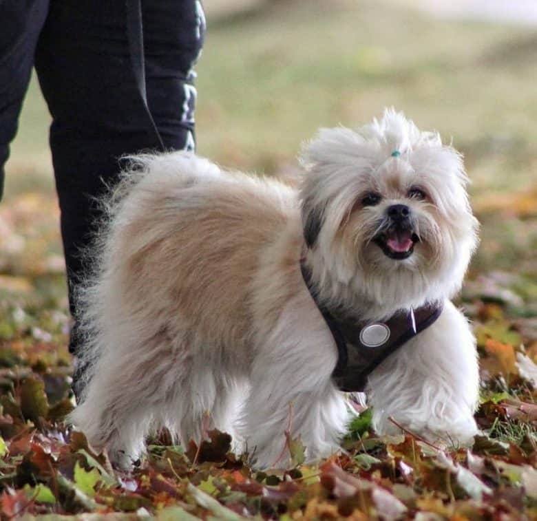 Pomeranian Shih Tzu mix playing with dried leaves