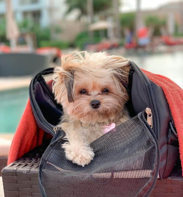 A cute Pomeranian Shih Tzu puppy inside an open dog carrier