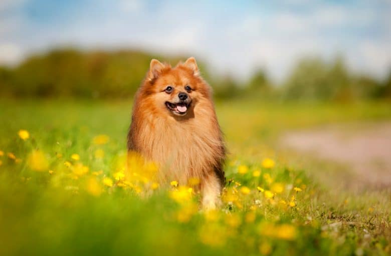 A Pomeranian smiling and sitting on a flower field