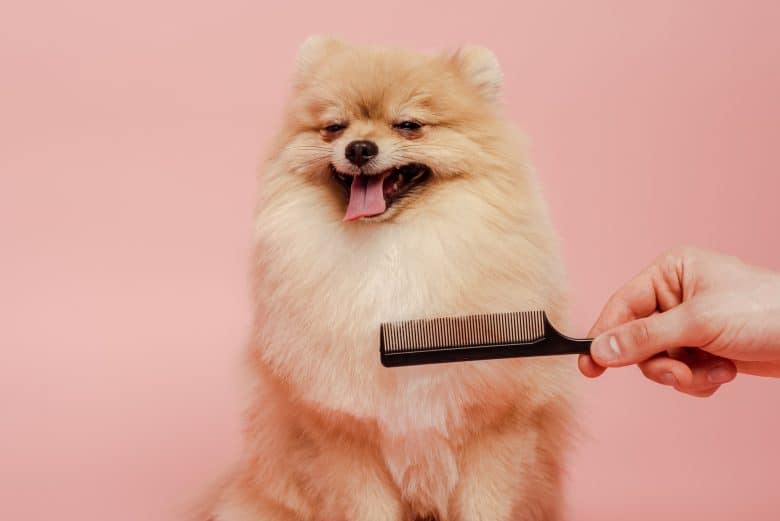 A Pomeranian Spitz smiling while being combed and groomed