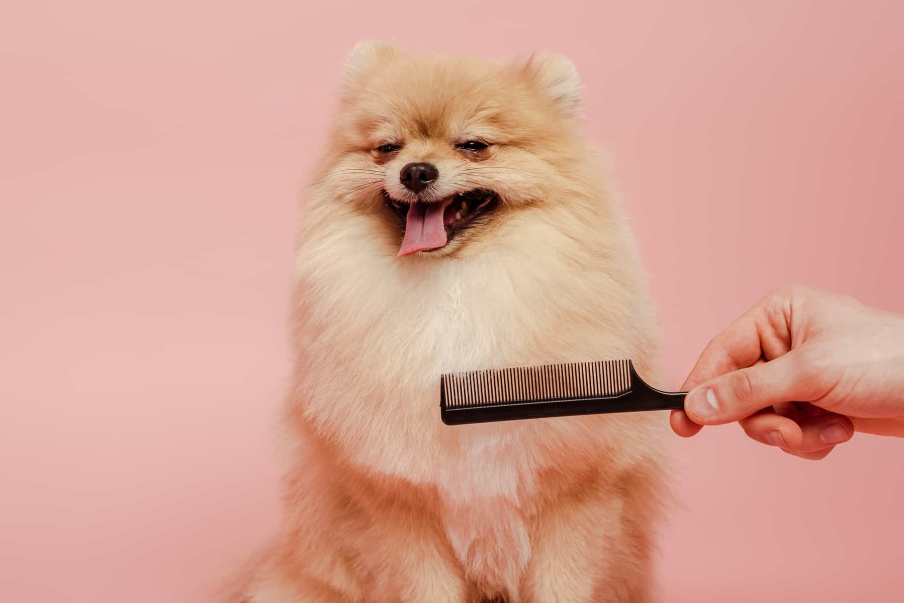 Why the Fluffy Pomeranian is the Best Companion K9 