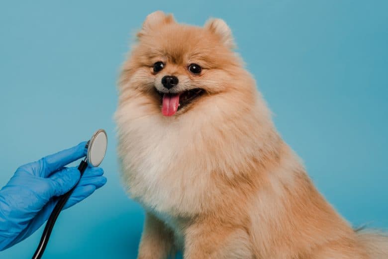 A Pomeranian being checked by a Veterinarian