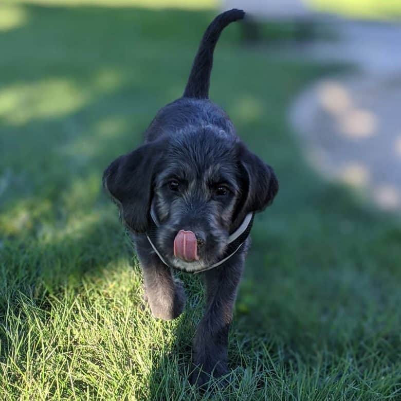 Poodle Beagle mix dog licking its nose