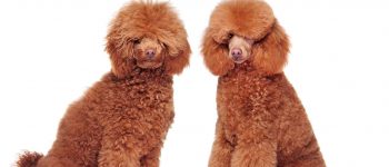 a side by side grooming portrait image of a Poodle