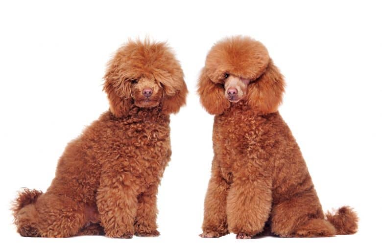 A side by side grooming portrait image of Poodles