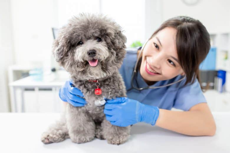 Un Caniche gris en un veterinario para un chequeo regular