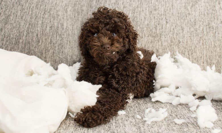 Chocolate Poodle dog biting a pillow
