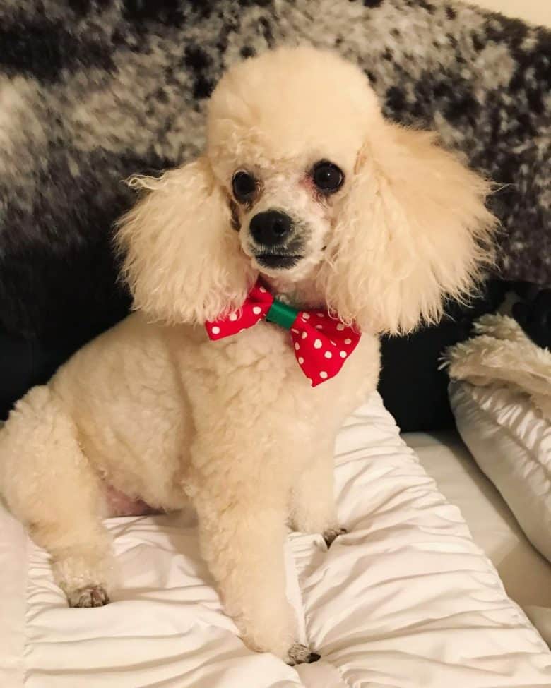 A white Poodle wearing polka dot red bow tie sitting