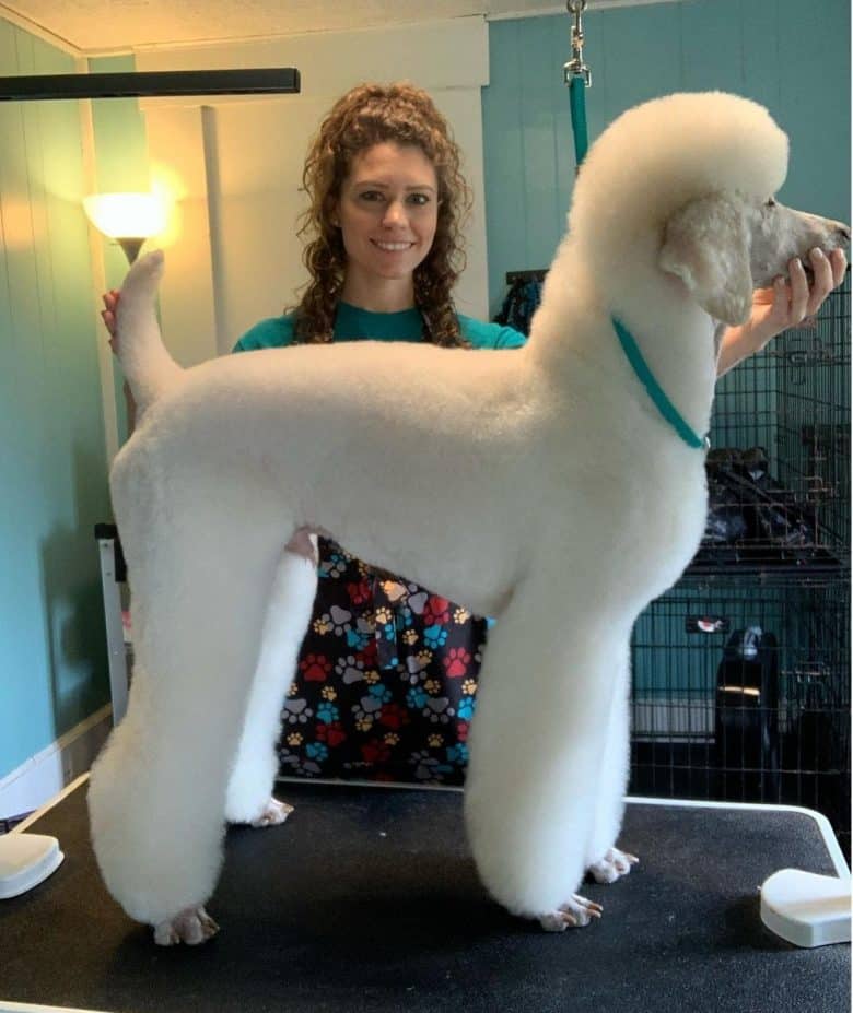 A white Poodle who had a German Trim