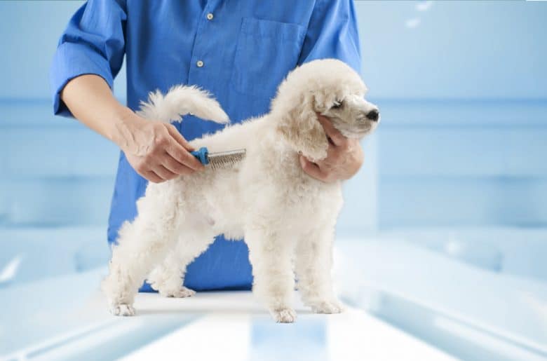 A white Poodle puppy being combed in a grooming salon